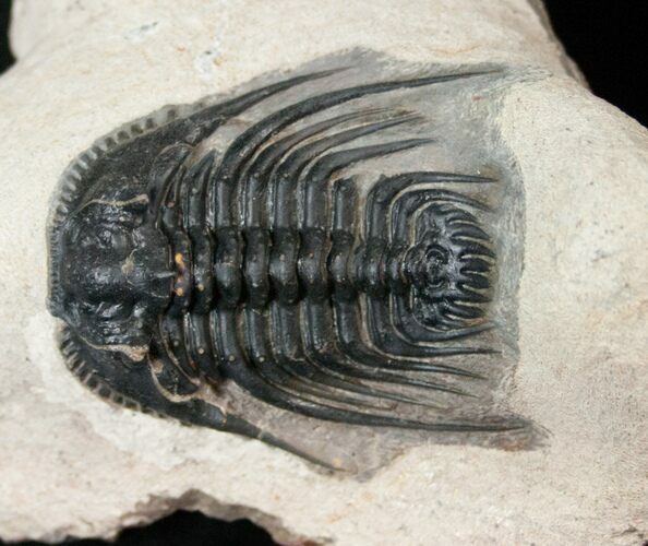 Giant Leonaspis Trilobite - Great Prep #17291